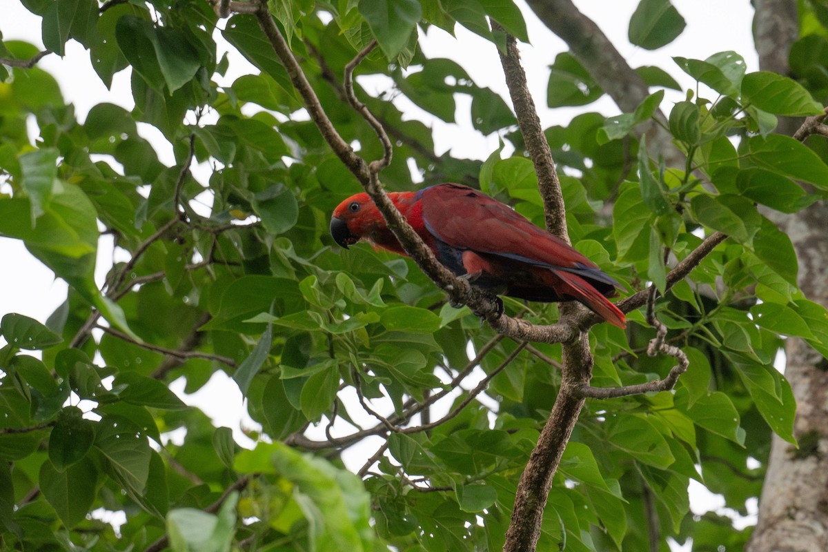 Papuan Eclectus - ML651462029