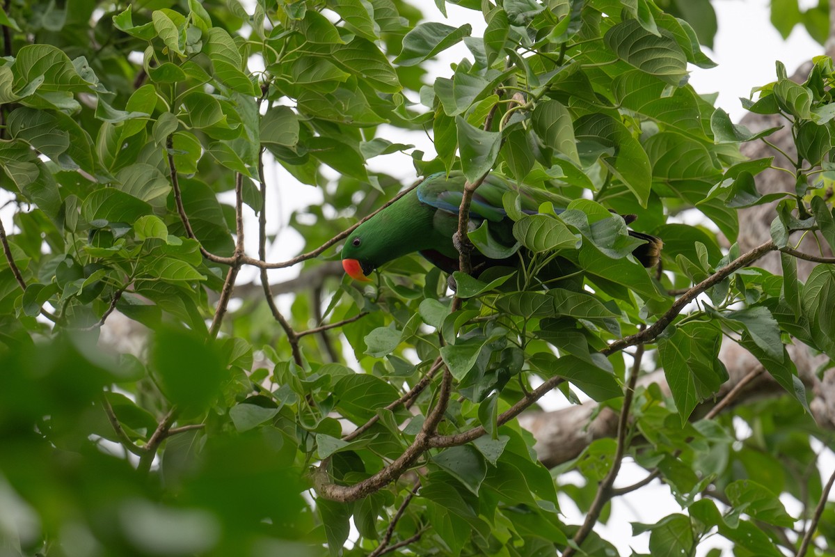 Papuan Eclectus - ML651462030