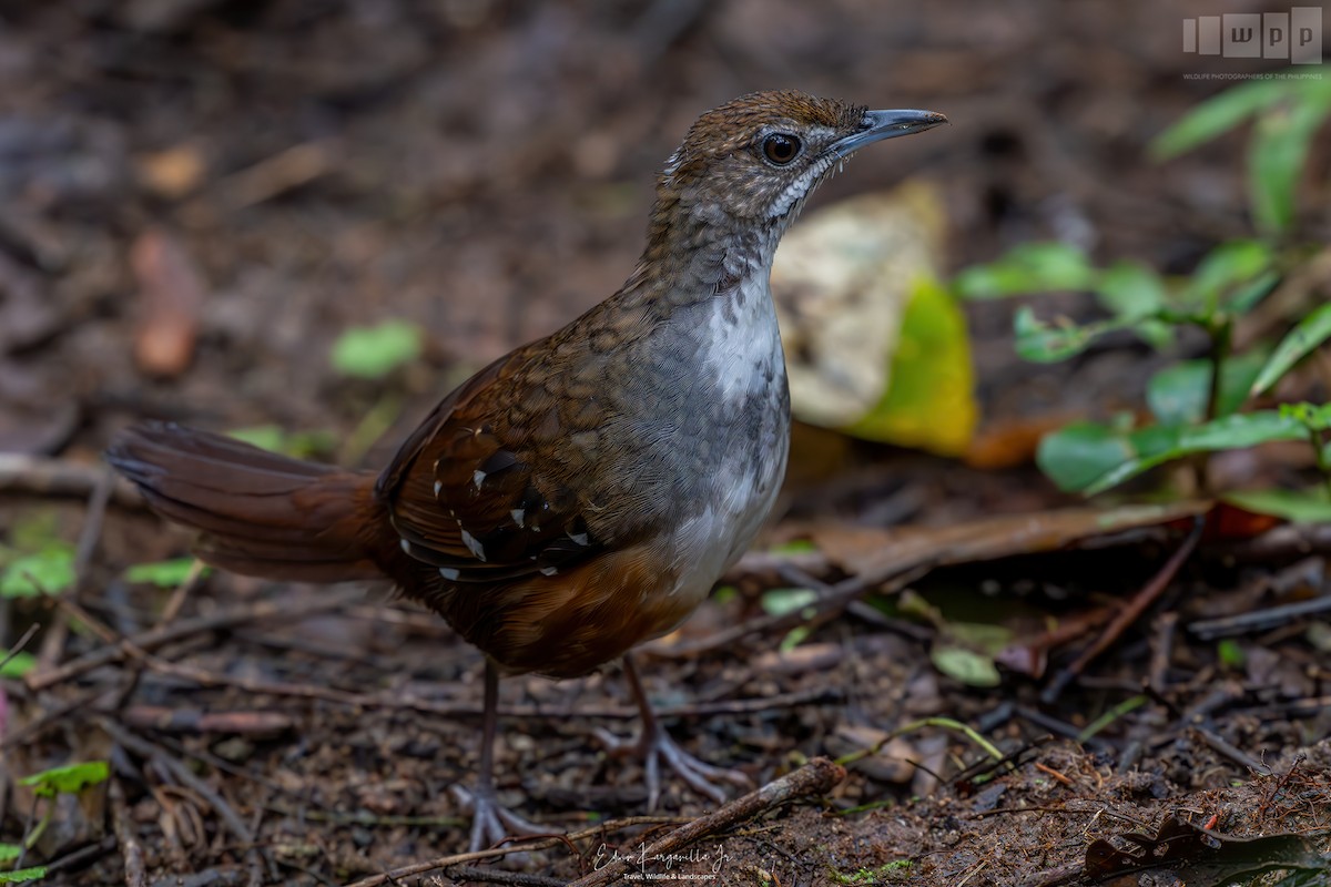 Bicol Ground-Warbler - ML651463487