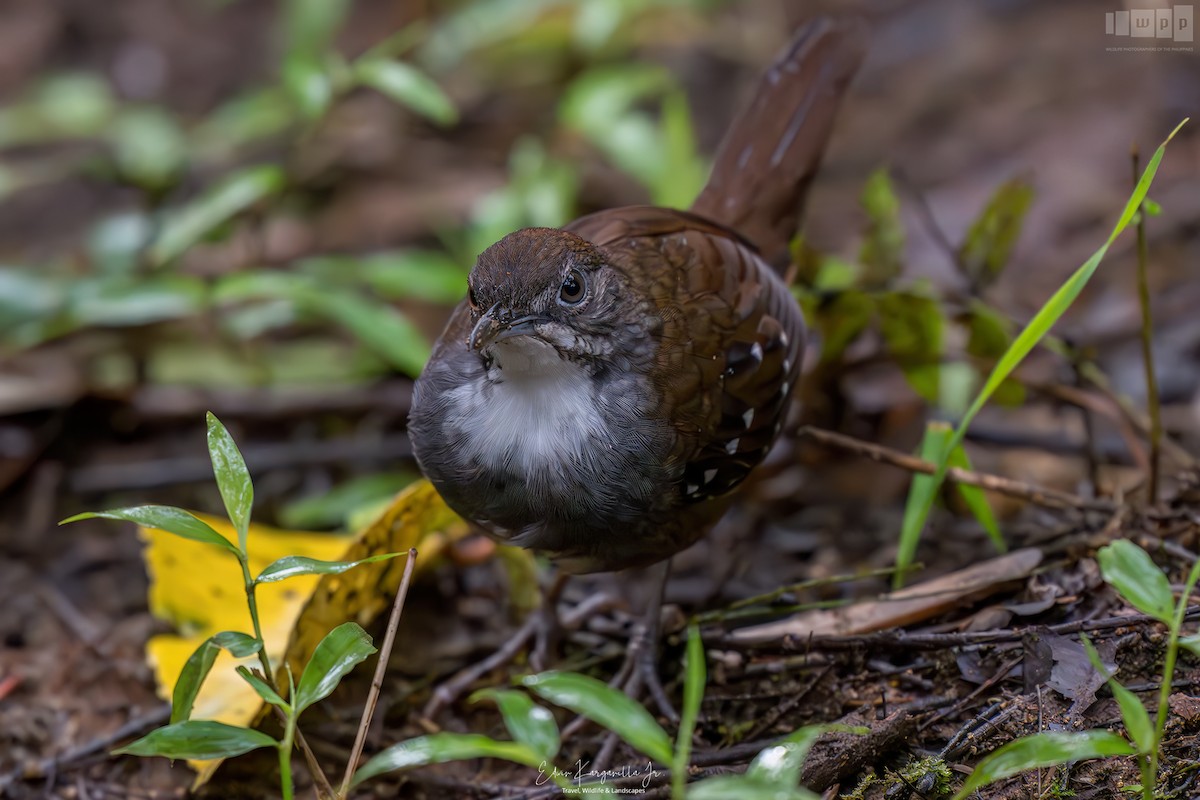 Bicol Ground-Warbler - ML651463488