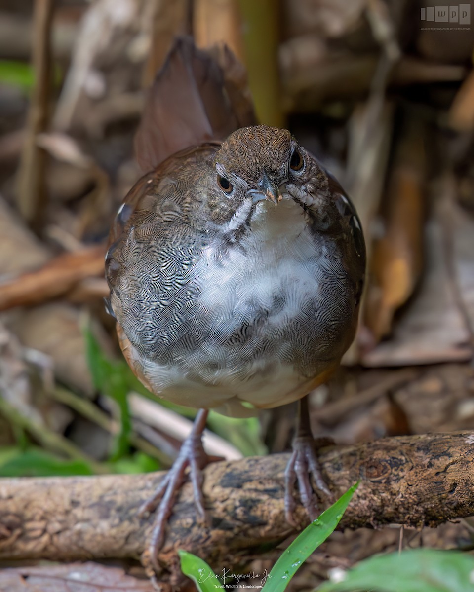 Bicol Ground-Warbler - ML651463489