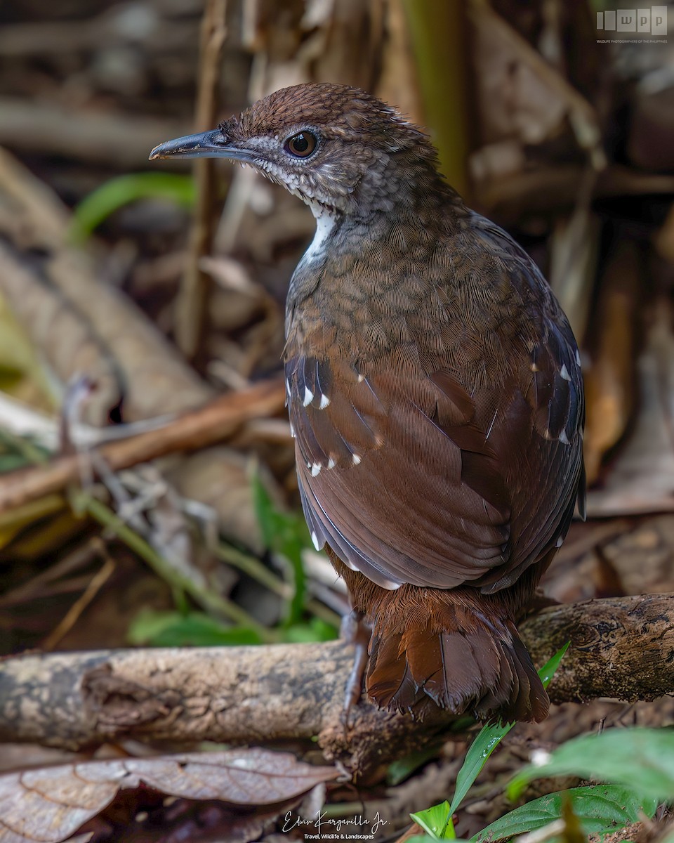 Bicol Ground-Warbler - ML651463490