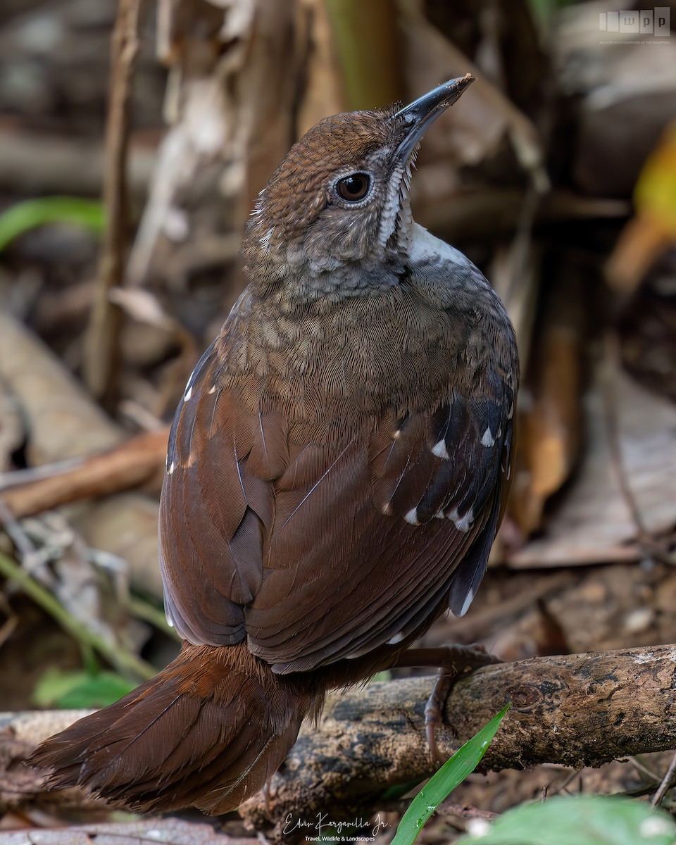 Bicol Ground-Warbler - ML651463492