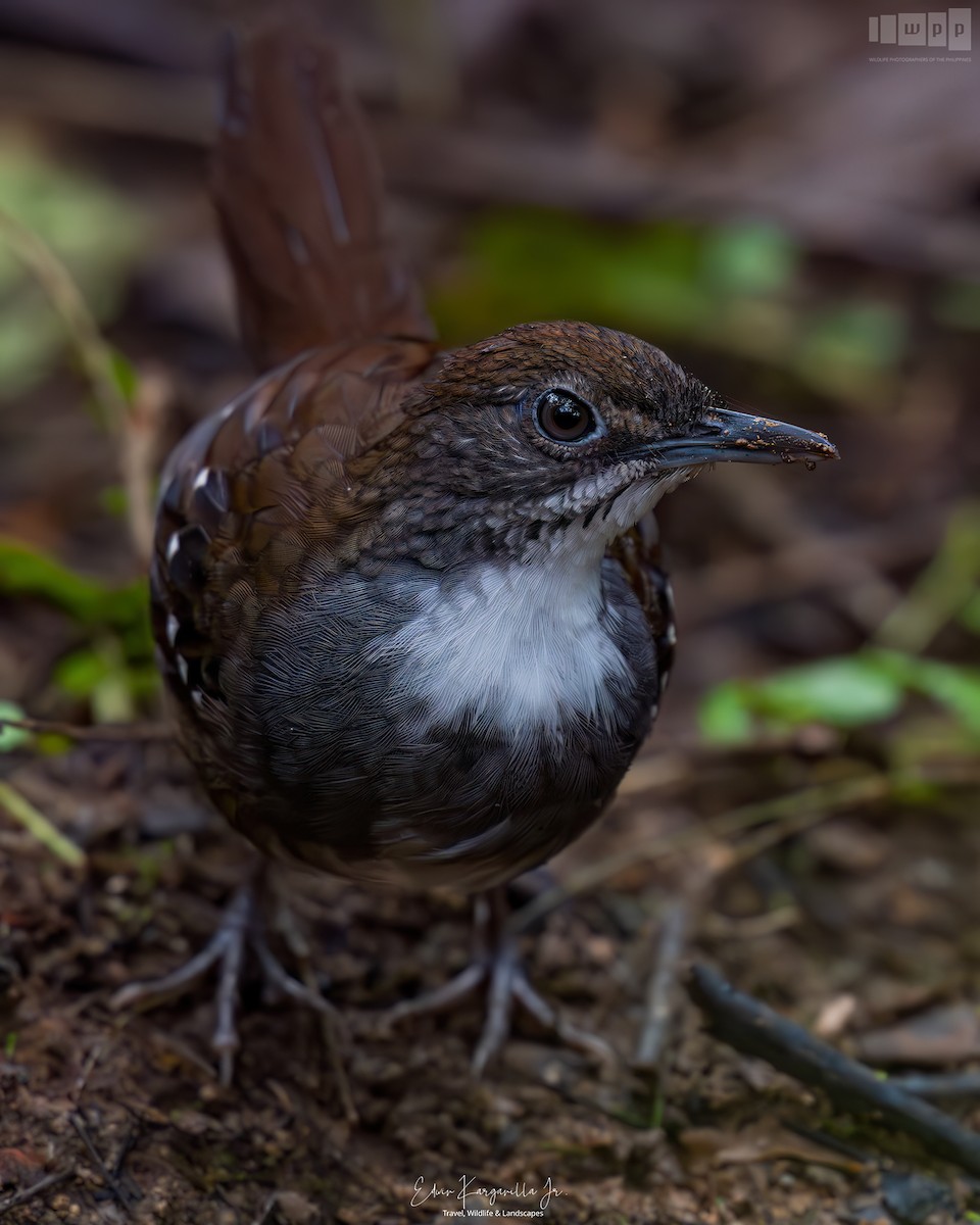 Bicol Ground-Warbler - ML651463493