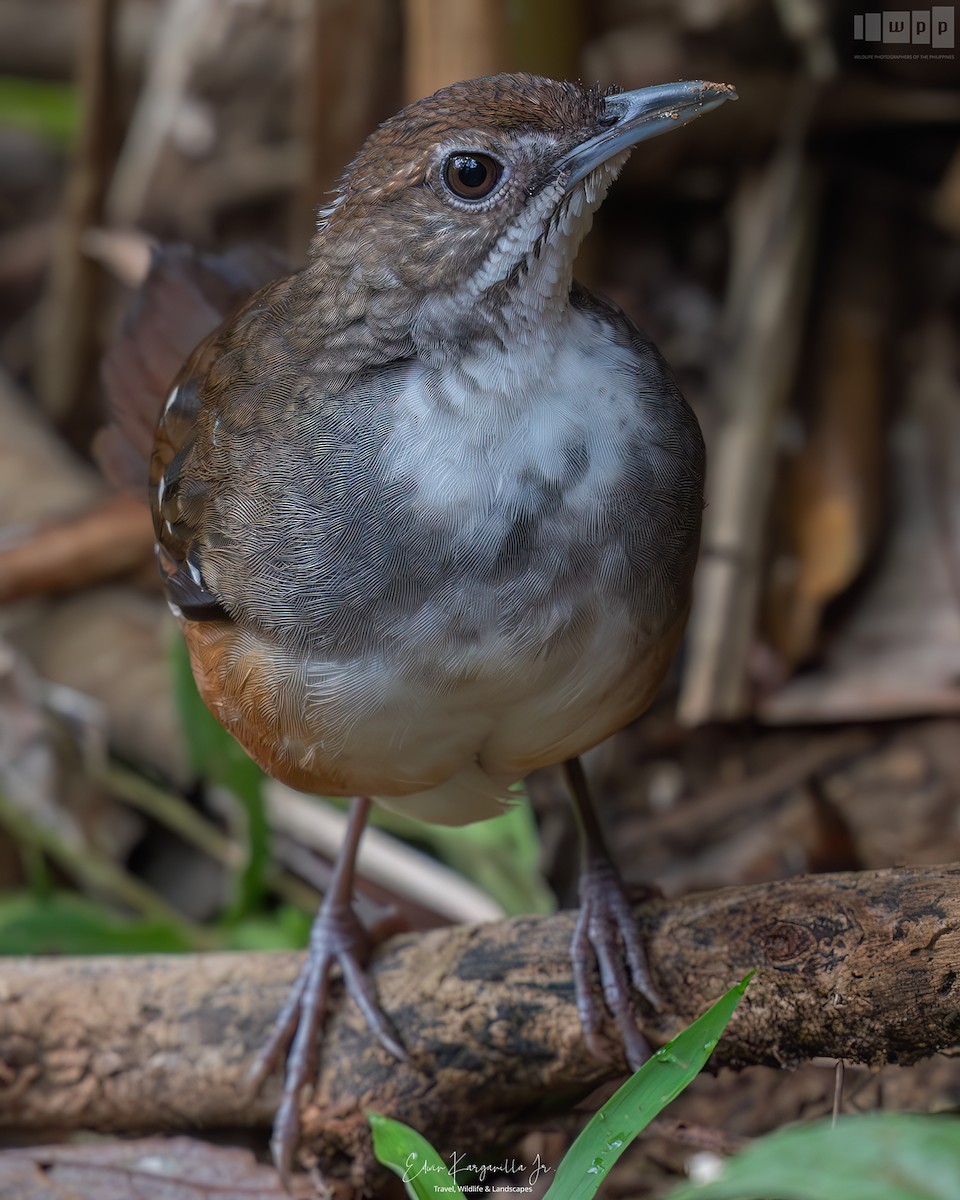 Bicol Ground-Warbler - ML651463494