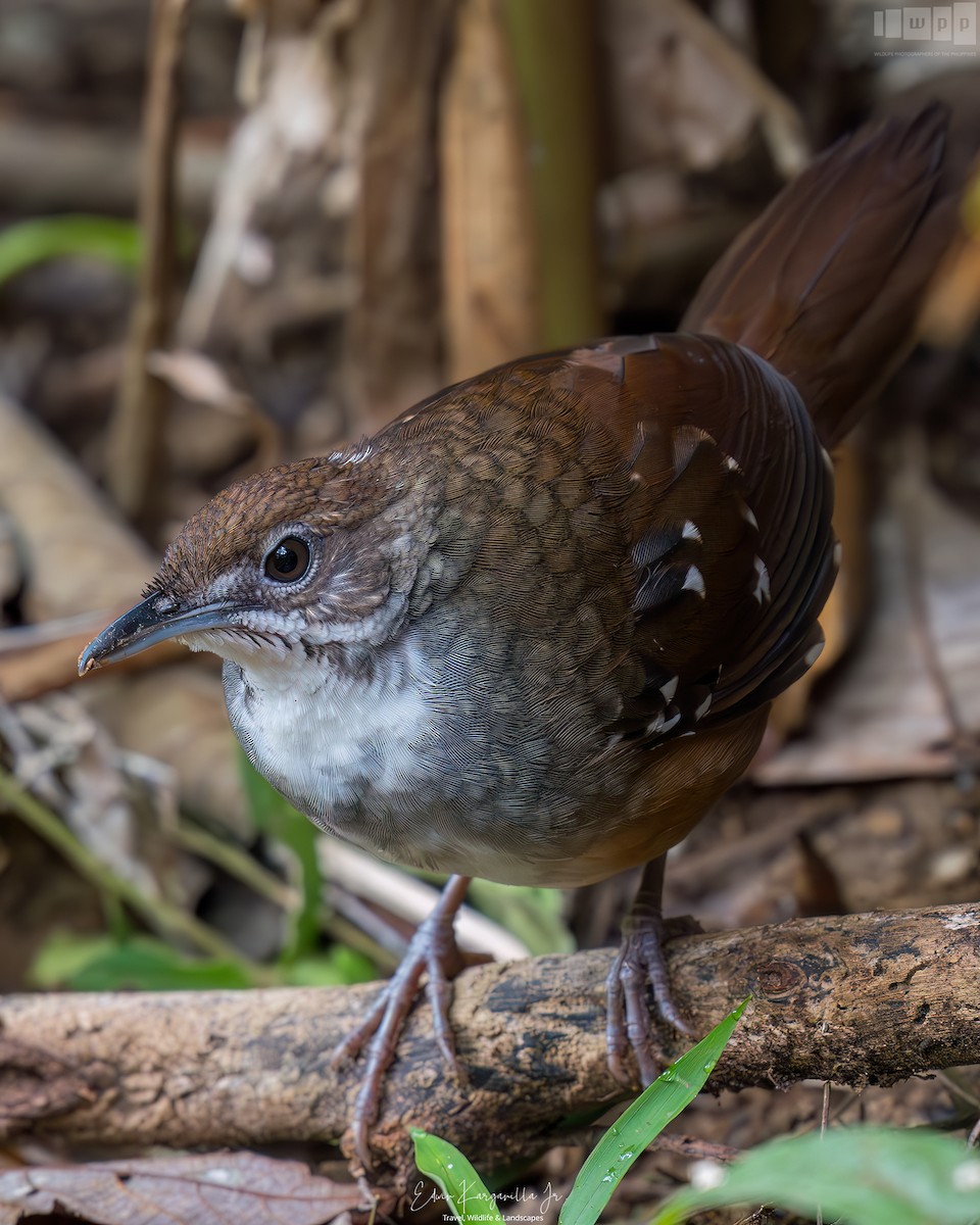 Bicol Ground-Warbler - ML651463495