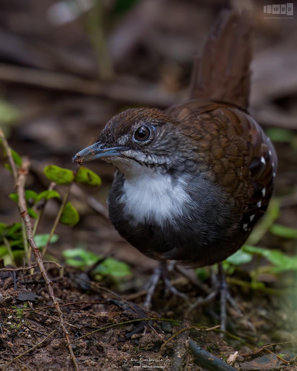 Bicol Ground-Warbler - ML651463497