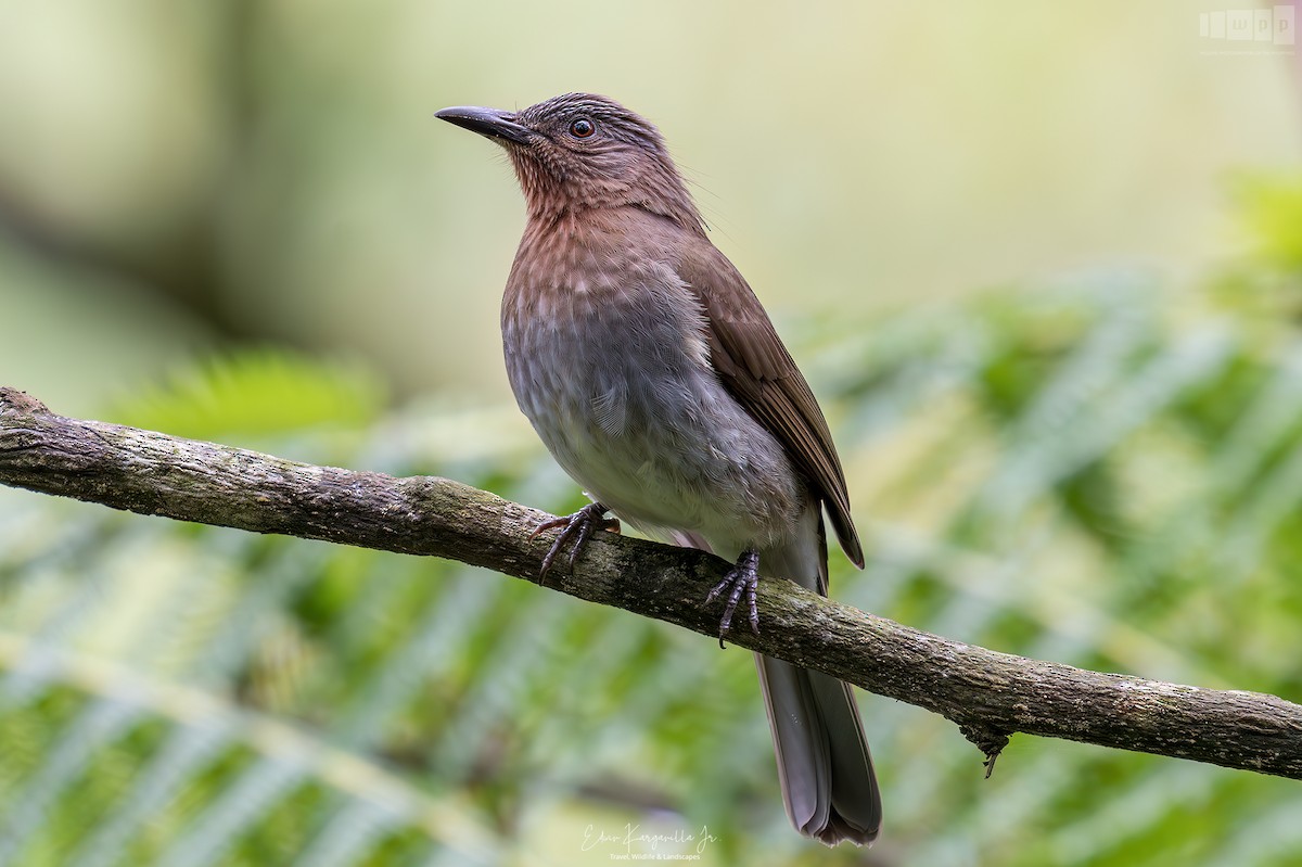 Philippine Bulbul - ML651463522