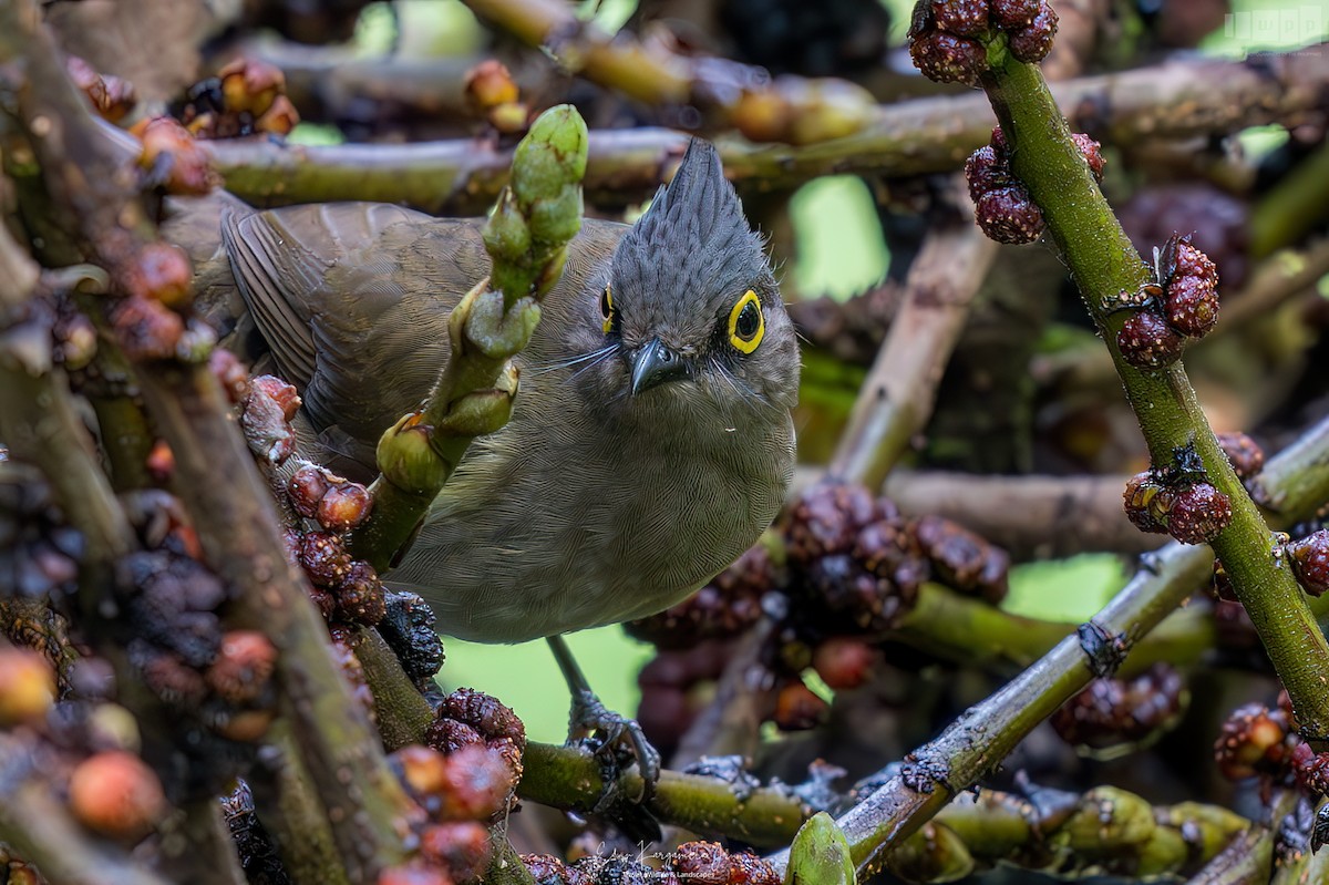 Yellow-wattled Bulbul - ML651463528