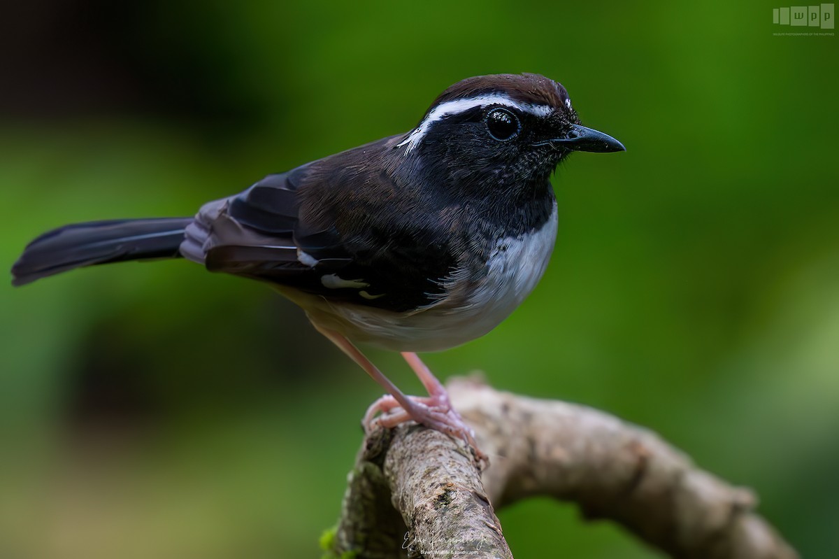 White-browed Shama - ML651463546