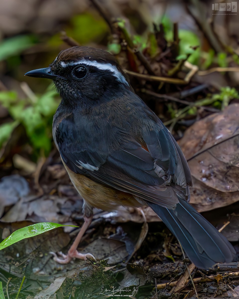 White-browed Shama - ML651463548