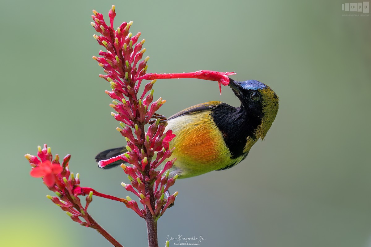 Flaming Sunbird - ML651463570