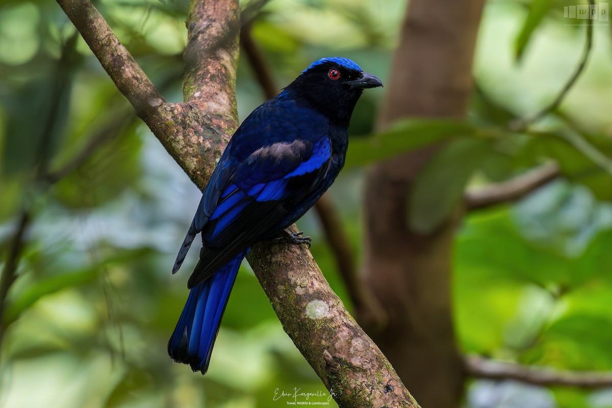 Philippine Fairy-bluebird - ML651463597