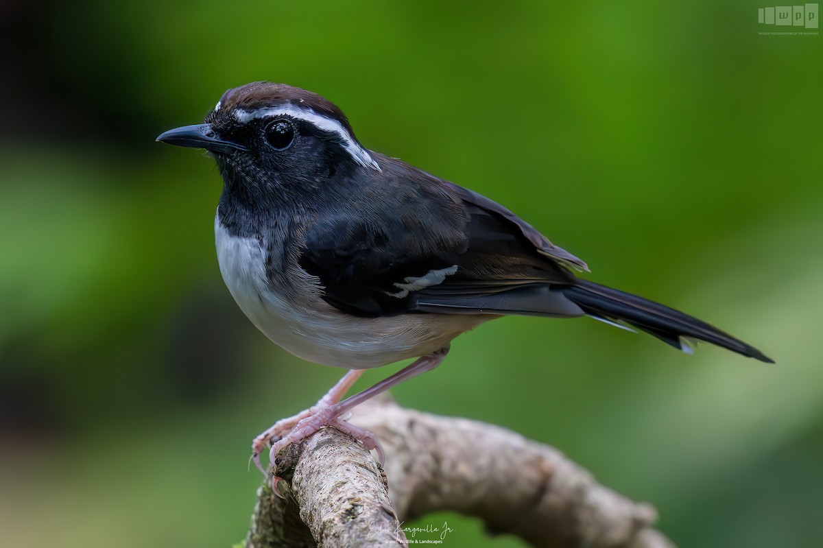 White-browed Shama - ML651463632