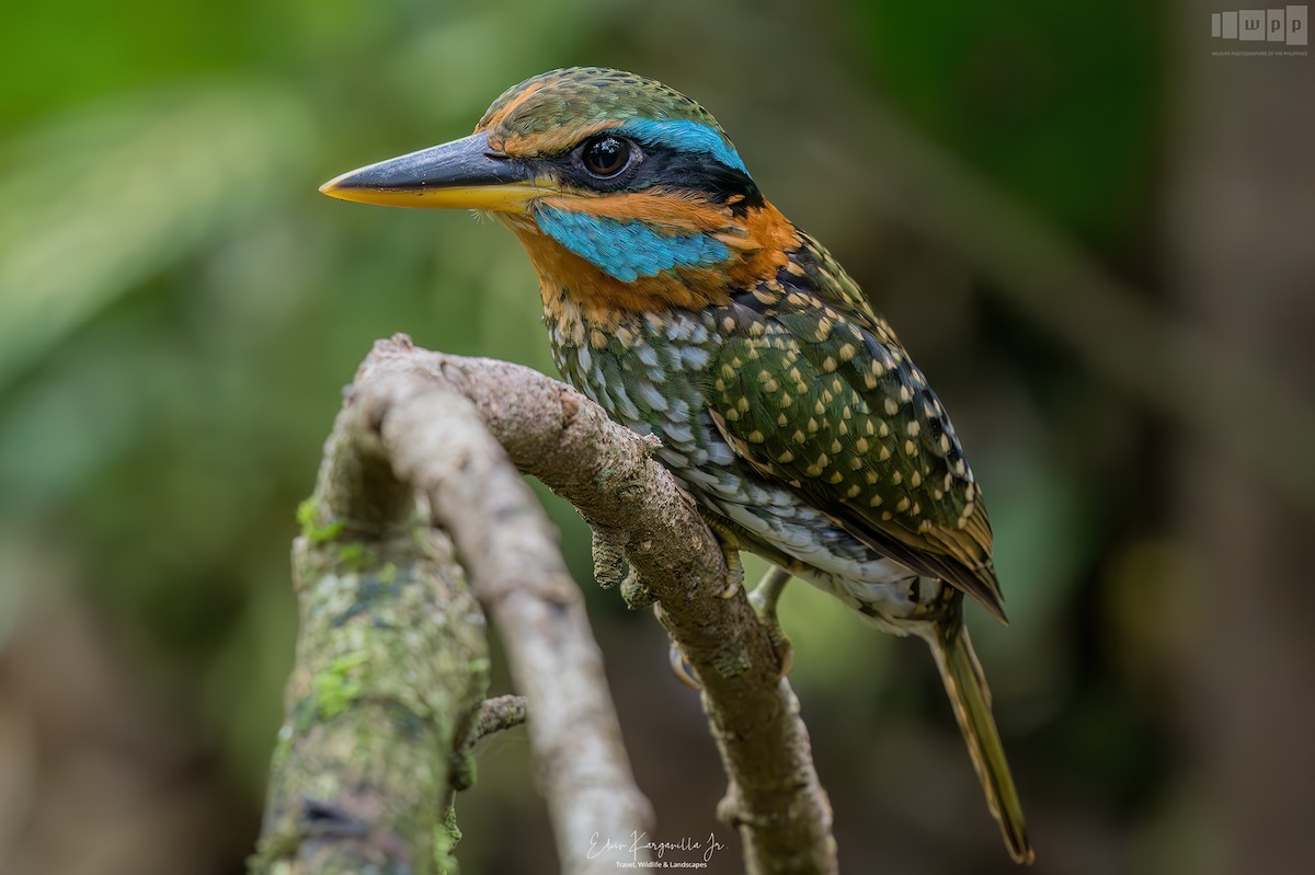 Spotted Kingfisher - ML651463992