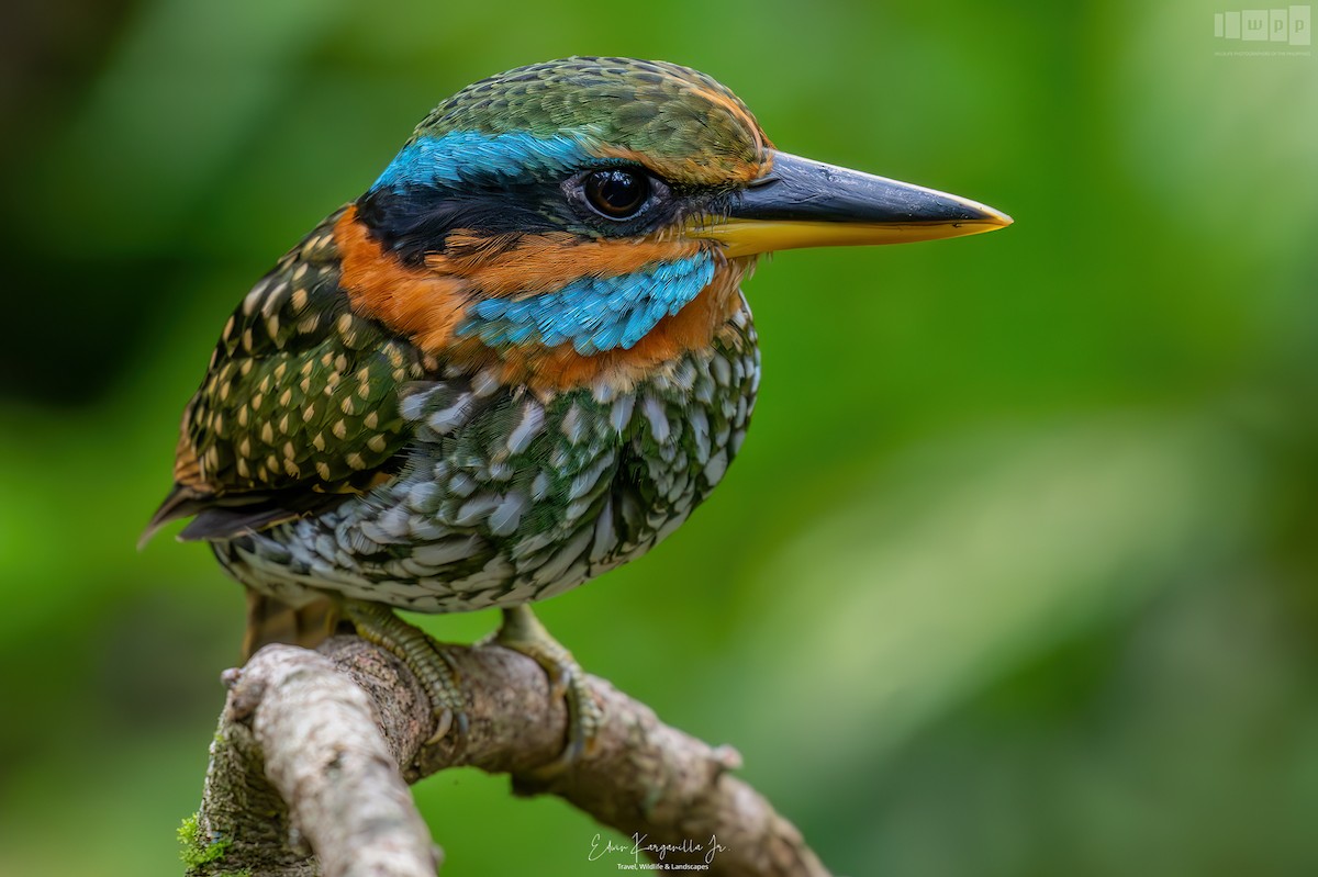 Spotted Kingfisher - ML651463993