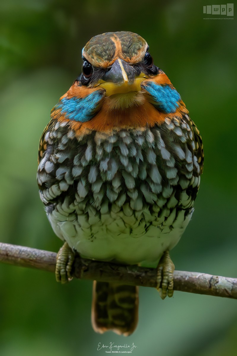 Spotted Kingfisher - ML651463994