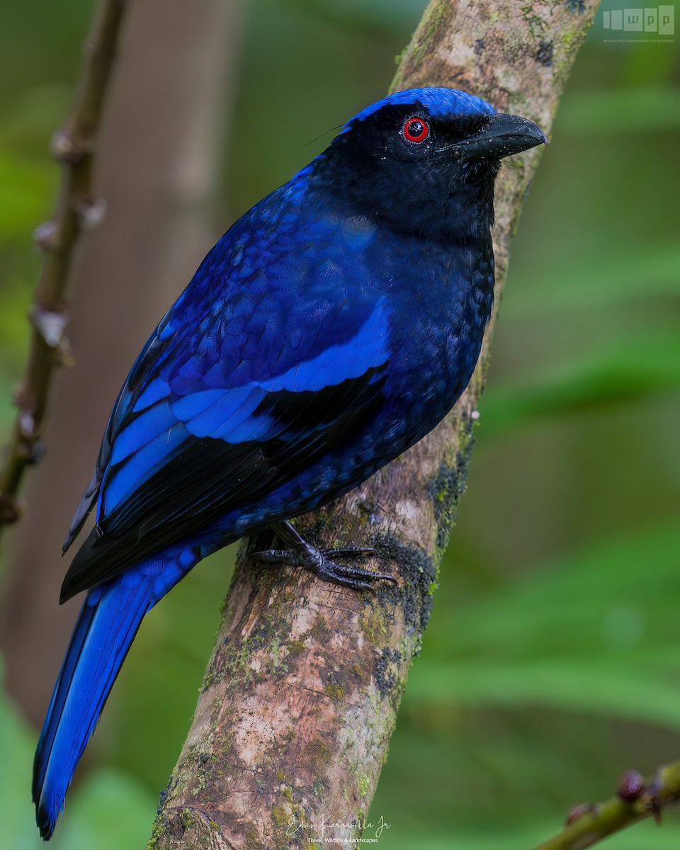 Philippine Fairy-bluebird - ML651464493