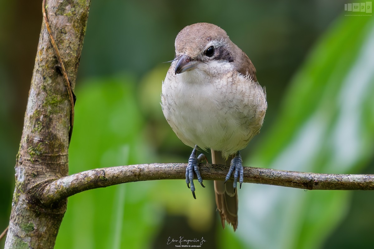Brown Shrike - ML651464700
