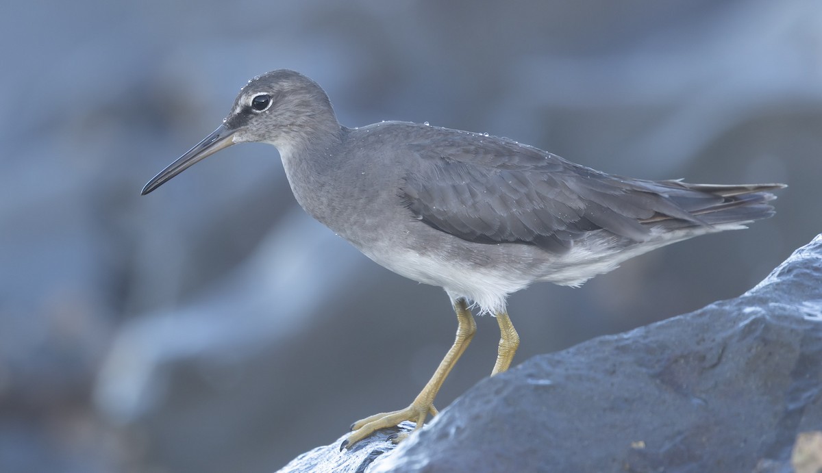 eBird Checklist - 22 Feb 2026 - Point Plomer to Queens Head - 8 species