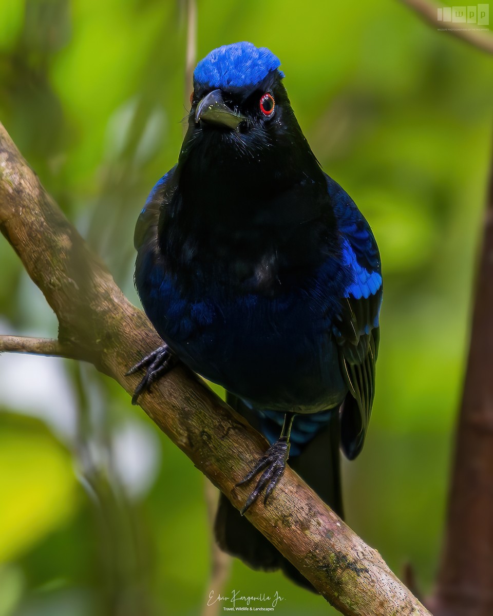 Philippine Fairy-bluebird - ML651465188