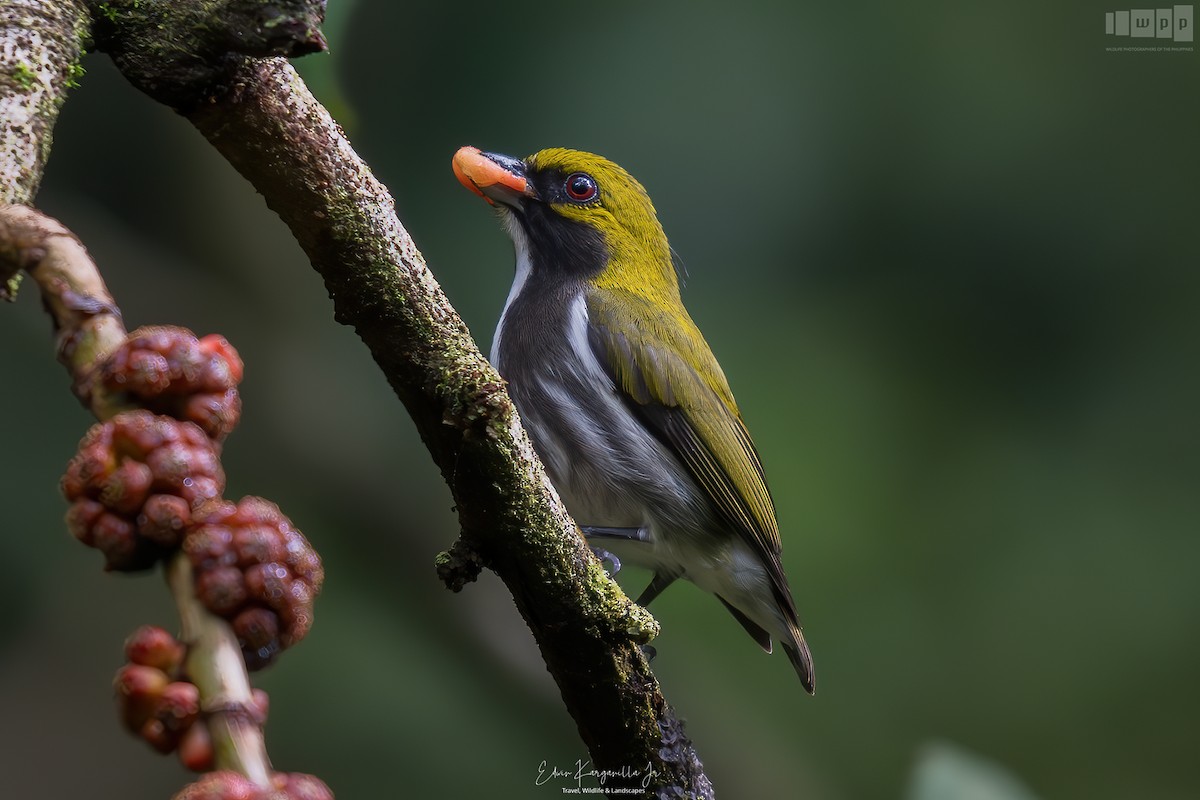 Olive-backed Flowerpecker - ML651466276