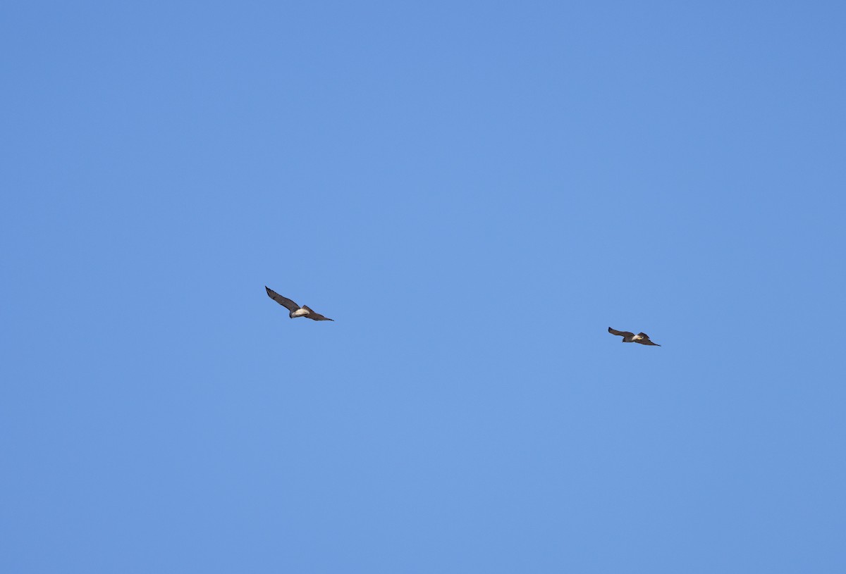 Red-tailed Hawk - ML651466825