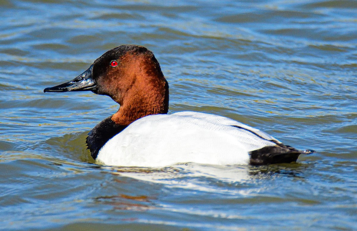 Canvasback - ML651466939