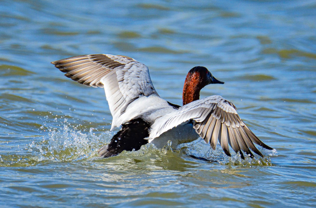 Canvasback - ML651466940