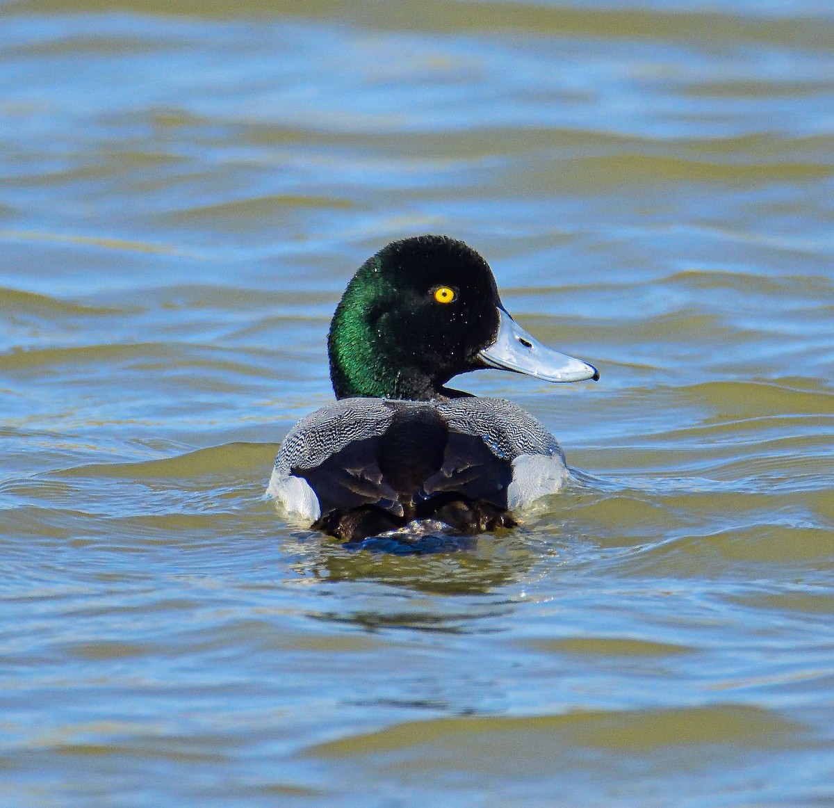 Greater Scaup - ML651466965