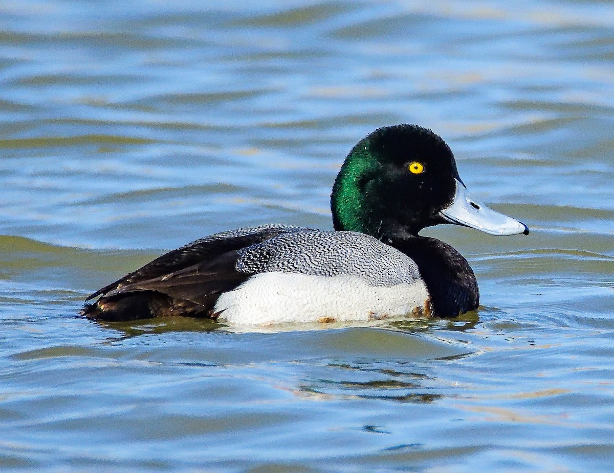 Greater Scaup - ML651466966