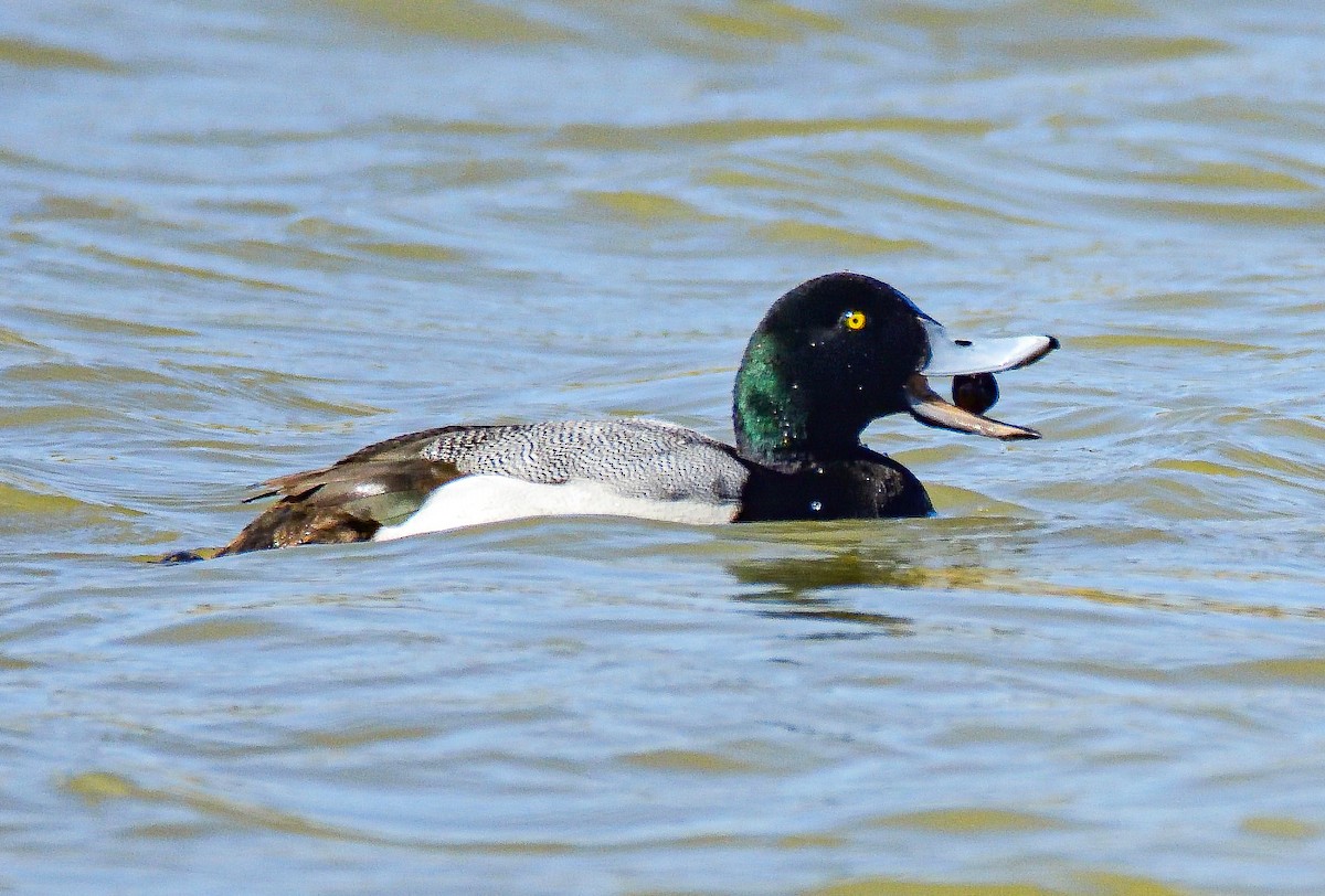 Greater Scaup - ML651466967
