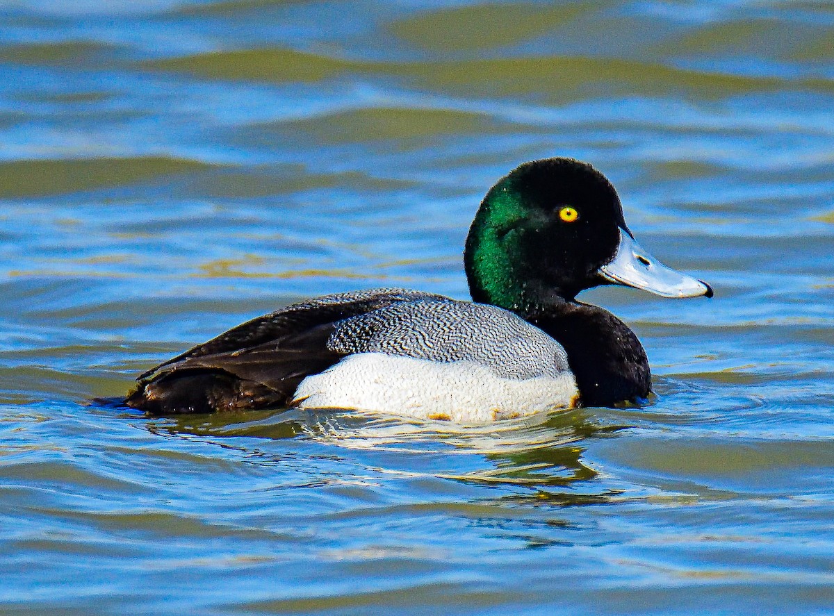 Greater Scaup - ML651466968