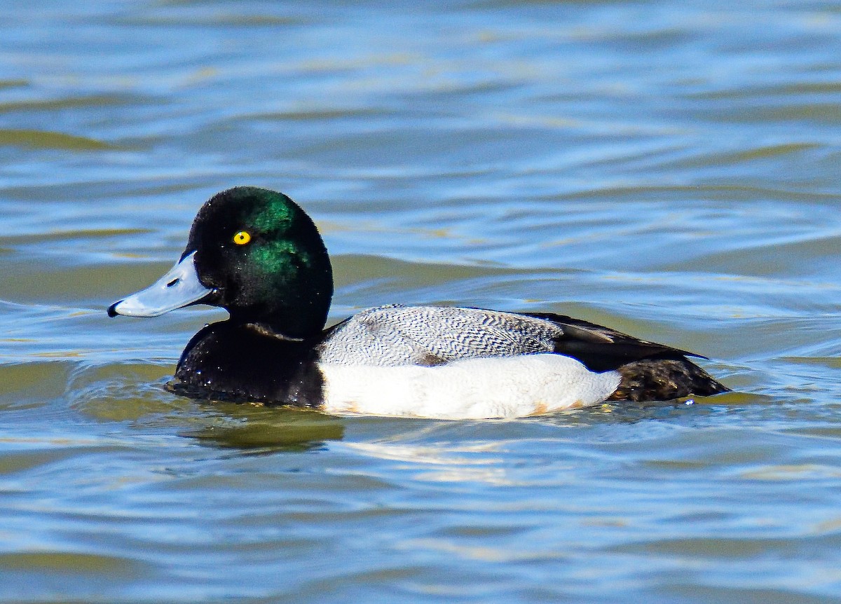 Greater Scaup - ML651466969