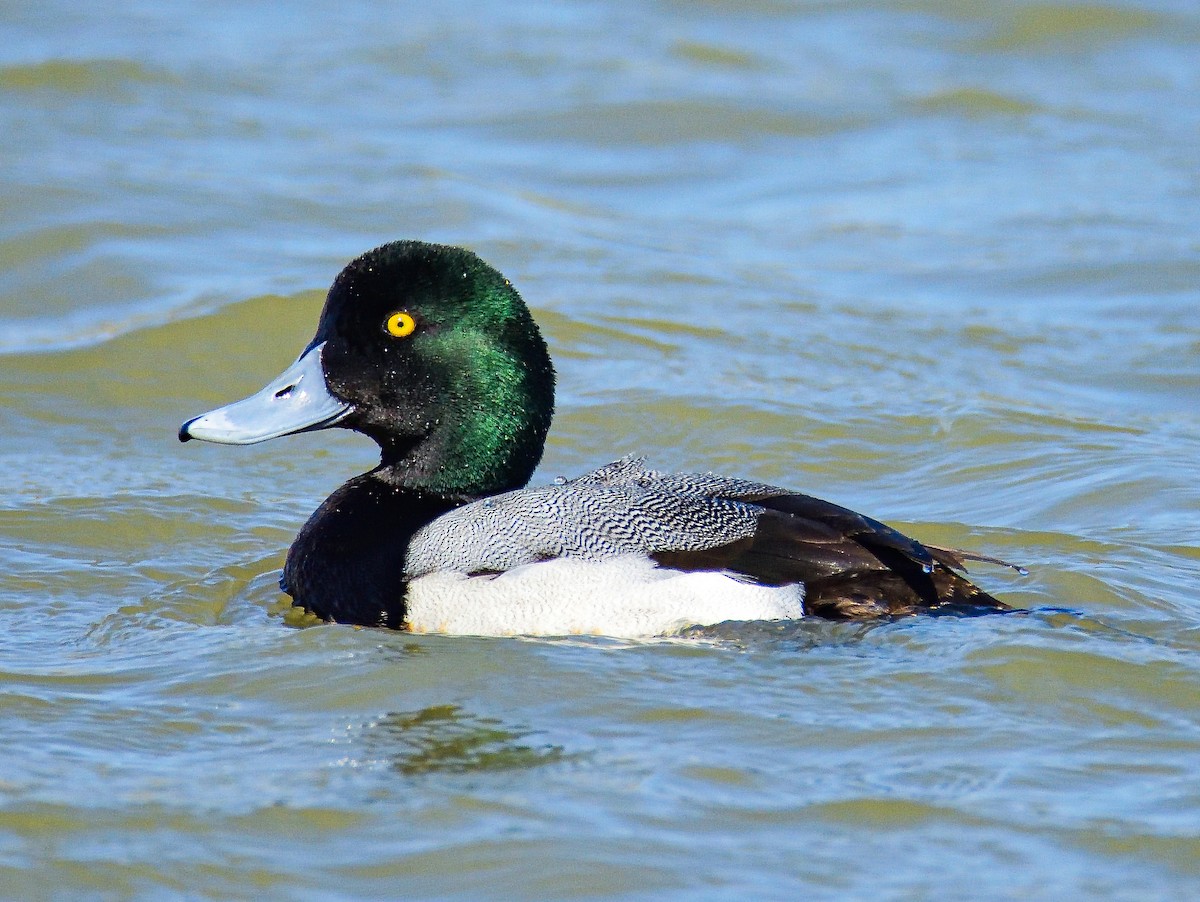 Greater Scaup - ML651466970