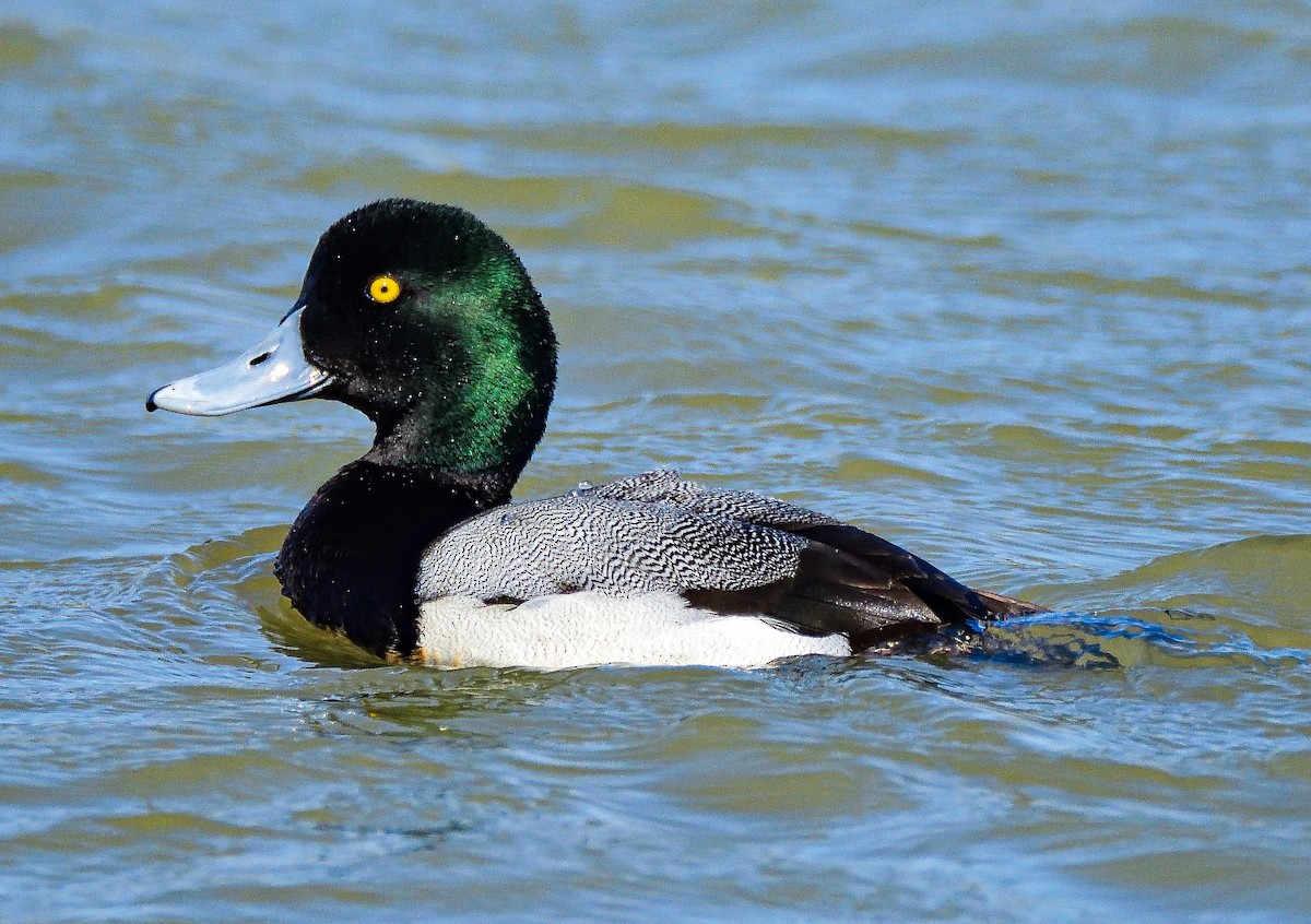 Greater Scaup - ML651466971