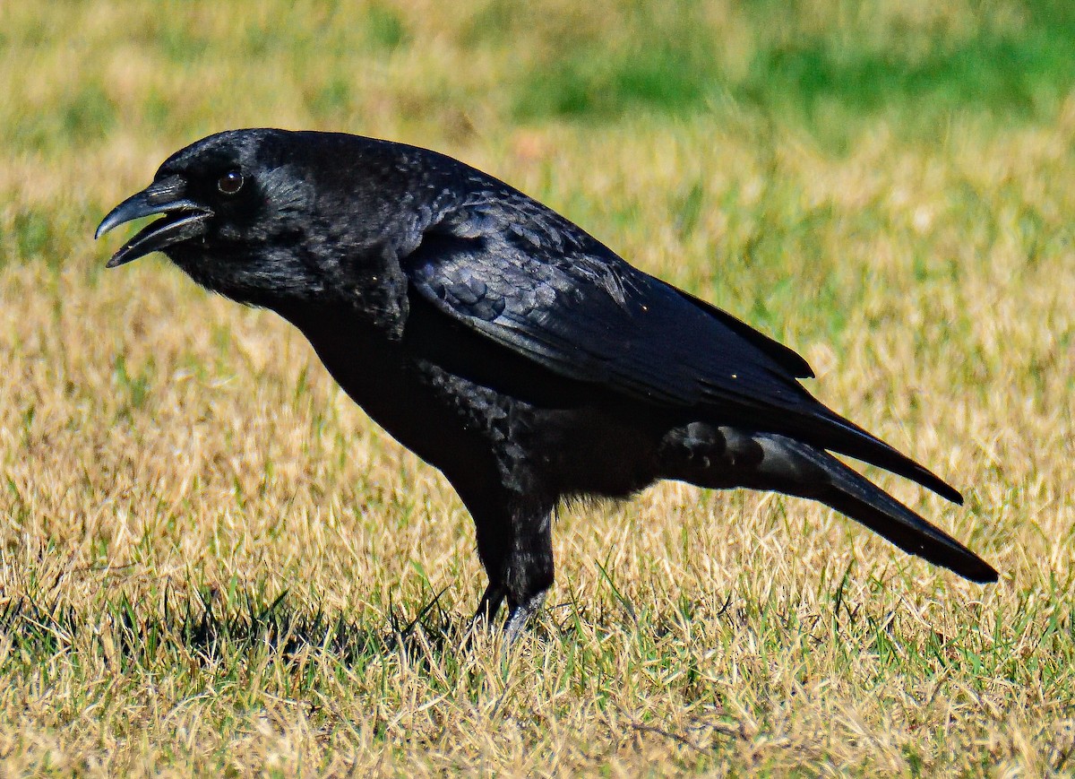 American Crow - ML651467001