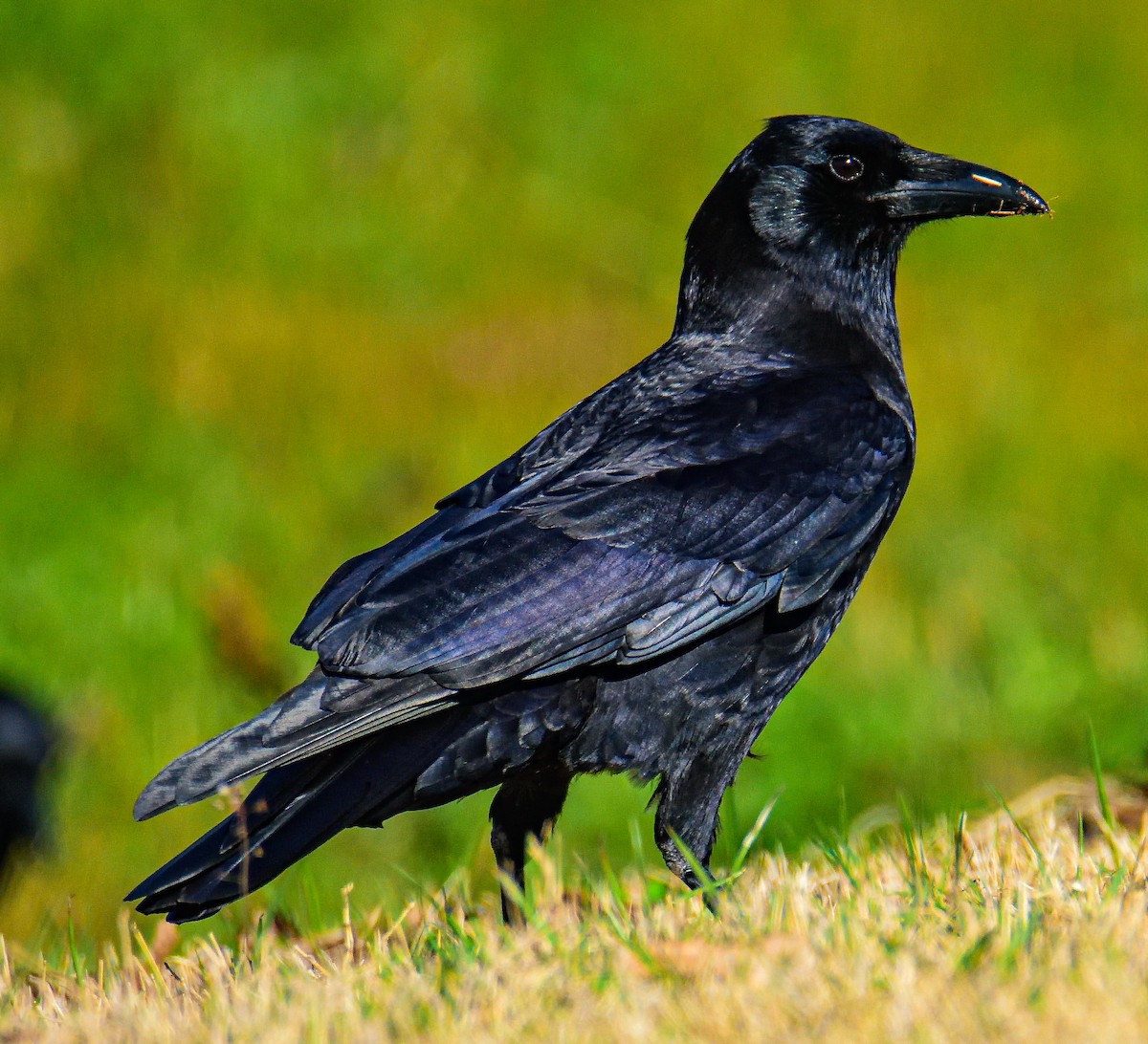 American Crow - ML651467002