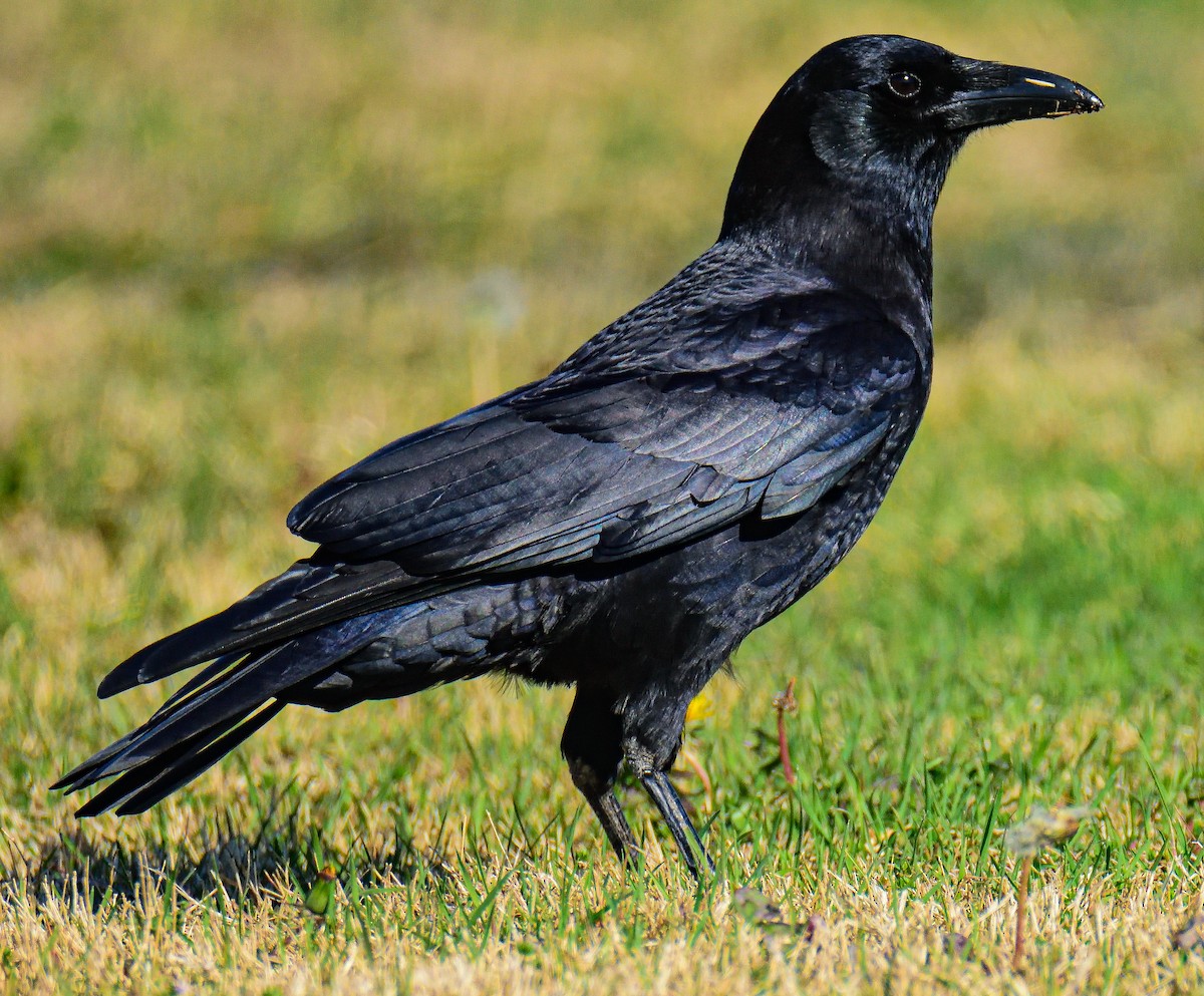 American Crow - ML651467003