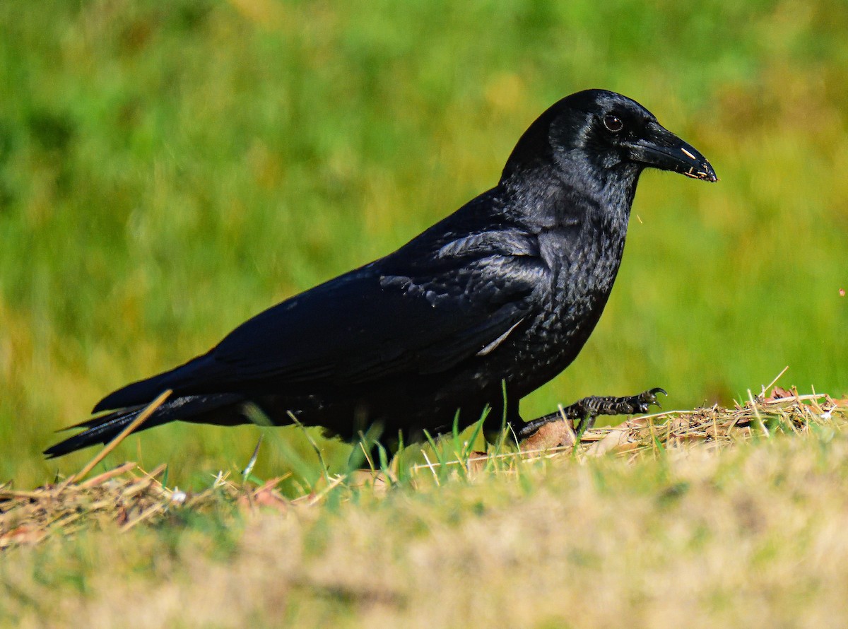 American Crow - ML651467004