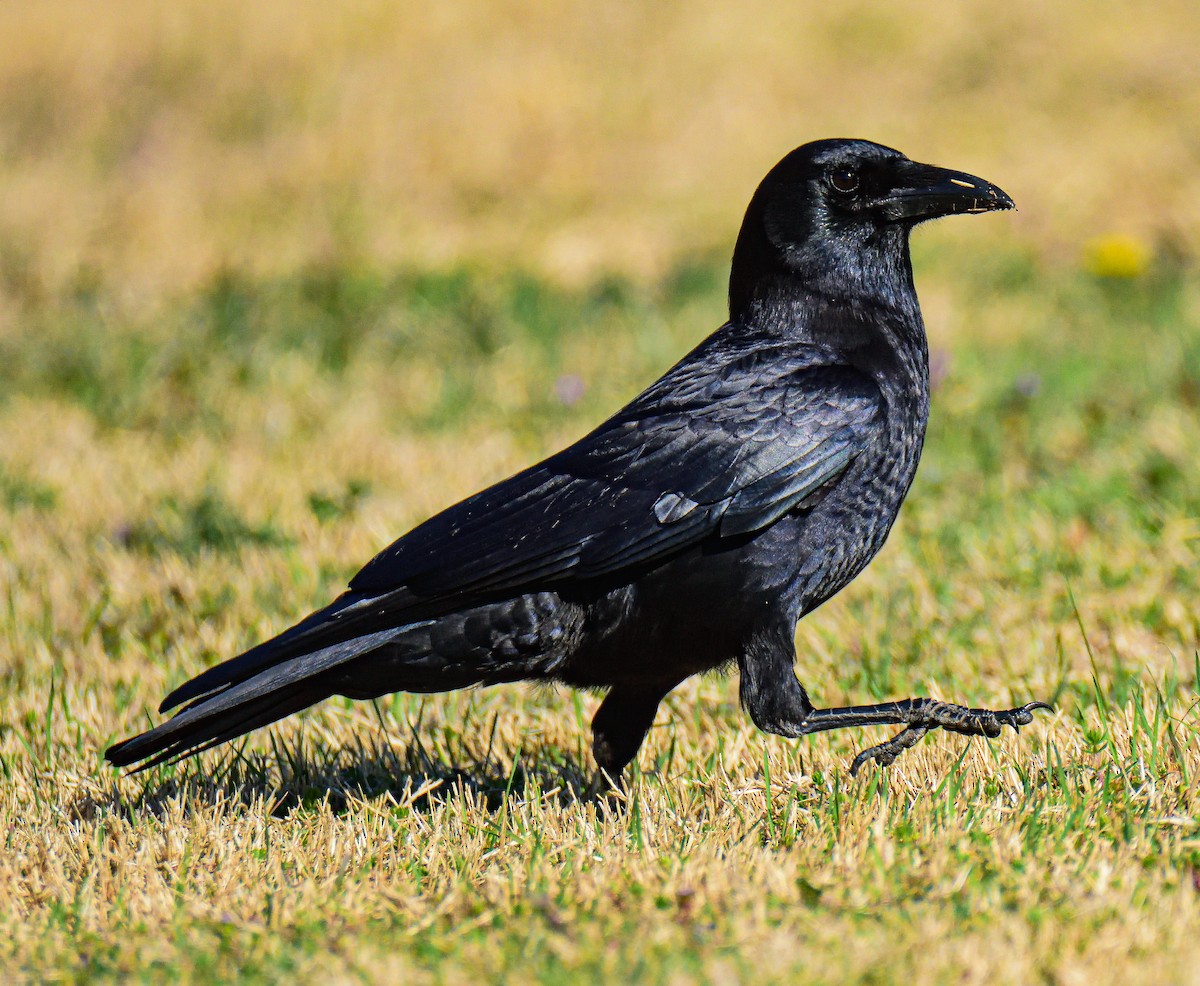American Crow - ML651467005