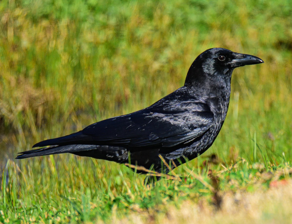 American Crow - ML651467006