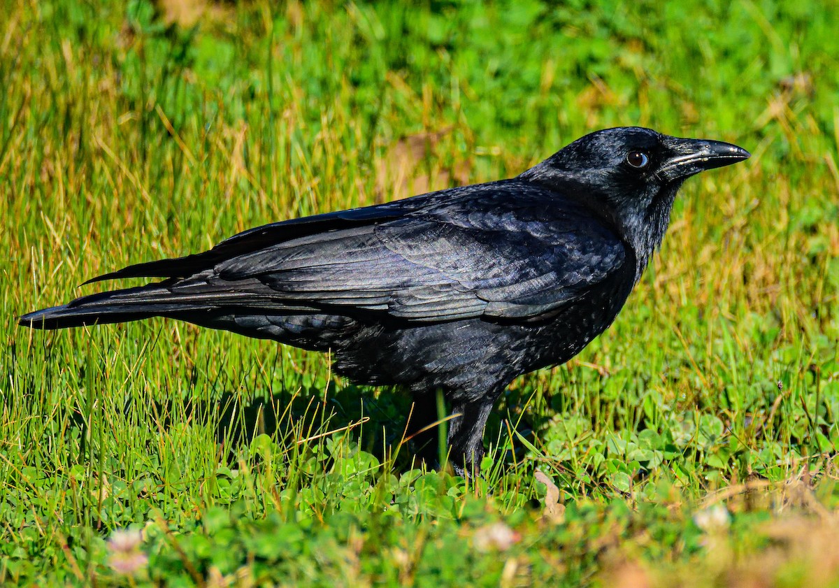 American Crow - ML651467007