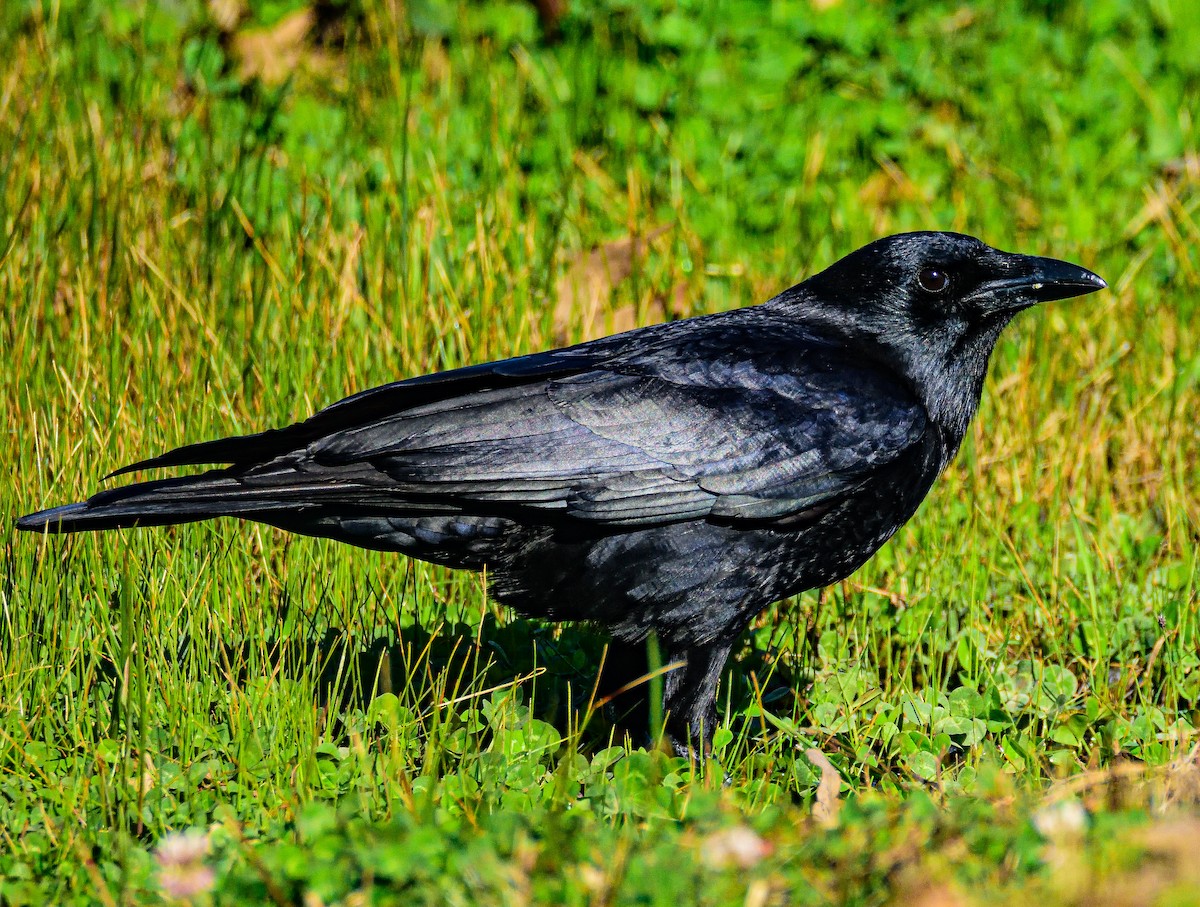 American Crow - ML651467008