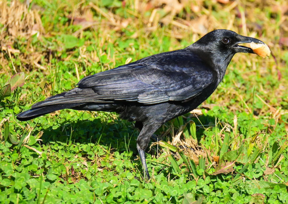 American Crow - ML651467009