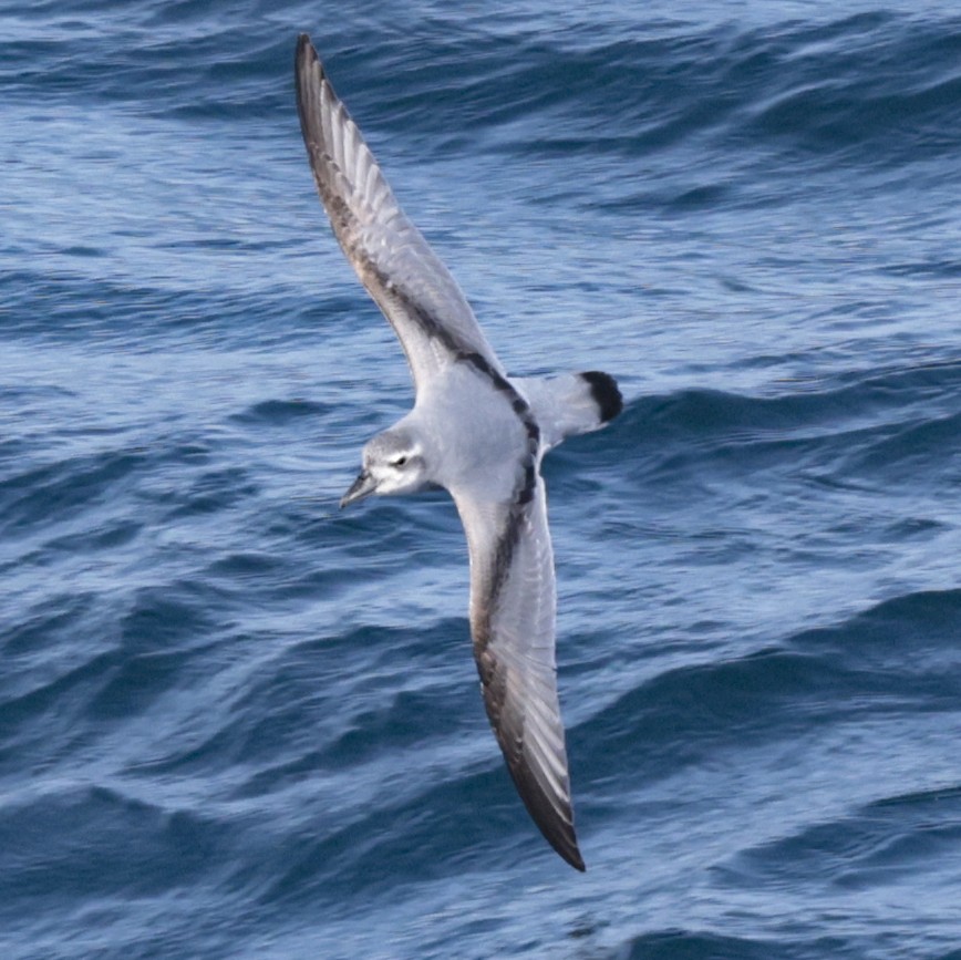 MacGillivray's Prion - ML651467029