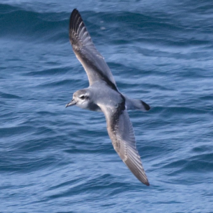 MacGillivray's Prion - ML651467030