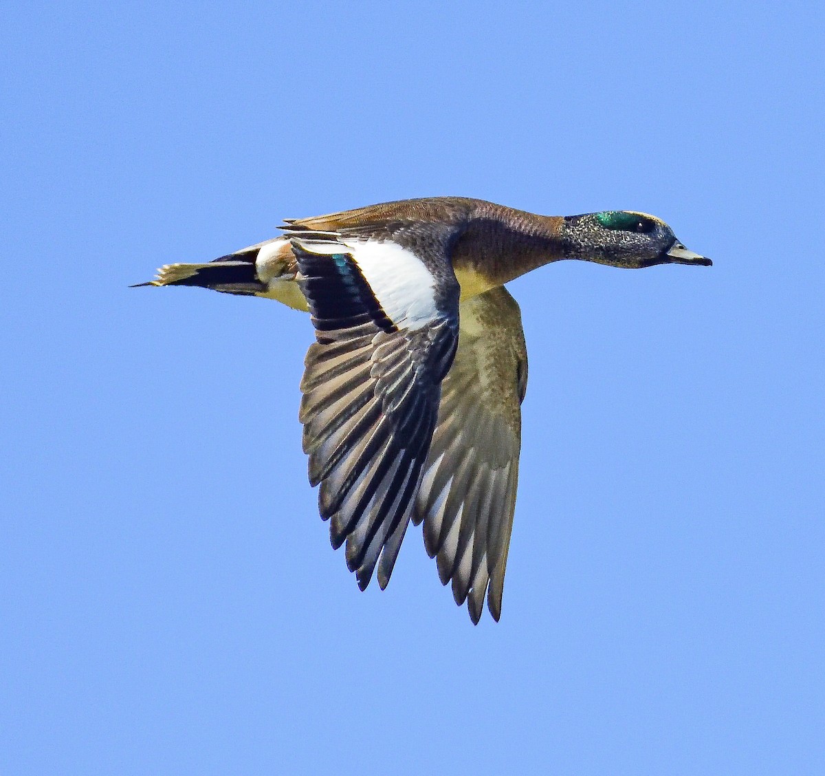American Wigeon - ML651467031