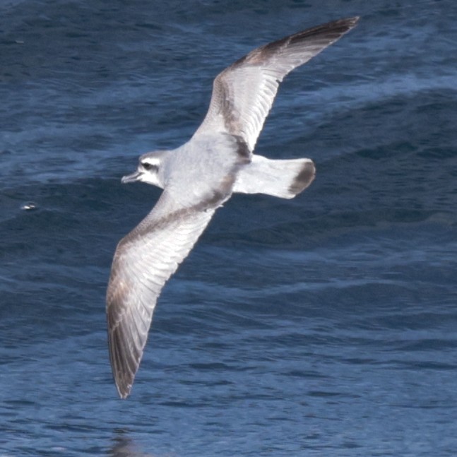 MacGillivray's Prion - ML651467131