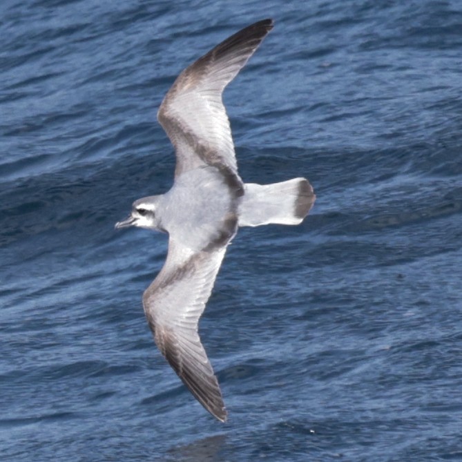 MacGillivray's Prion - ML651467132